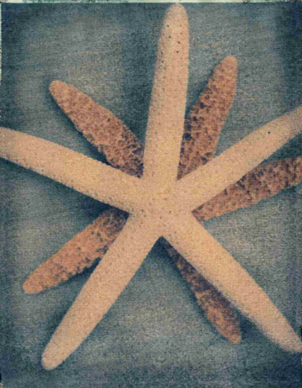 Compatible Stillleben Jahrriesnge  for starfish-lpf00176 