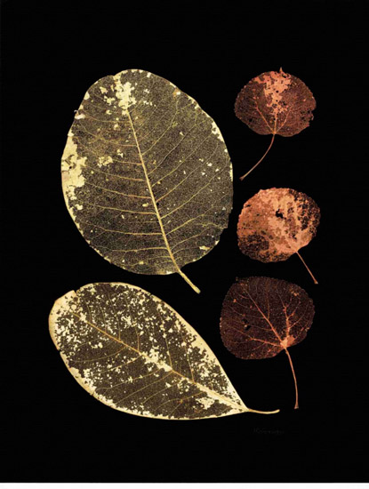 Compatible Stillleben Jahrriesnge  for leaf-lpf00499 