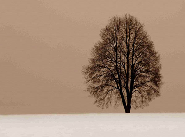 Compatible Landschaft JAHRRIESNGE  for trees-lpf00759 