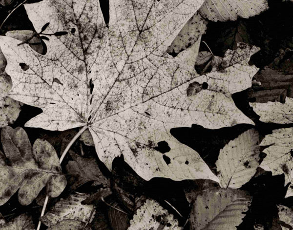 Compatible Landschaft JAHRRIESNGE  for leaf-lpf00762 