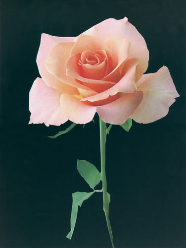 Compatible Blumen JAHRRIESNGE  for flower lpf04566 