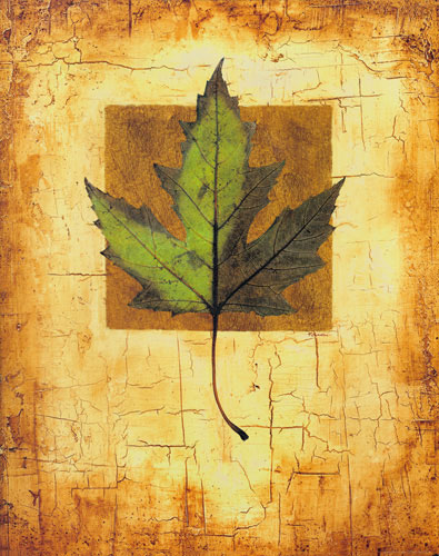 Compatible Blumen JAHRRIESNGE  for leaf lpf04634 