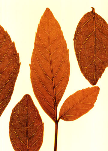 Compatible Blumen JAHRRIESNGE  for leaves lpf04762 