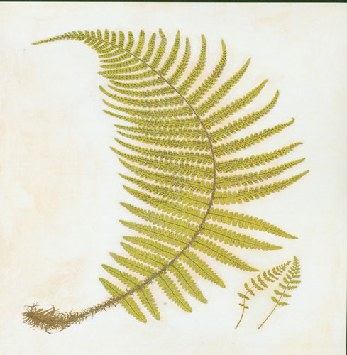 Compatible Blumen JAHRRIESNGE  for leaf lpf04778 