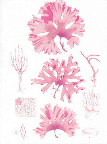 Compatible Blumen JAHRRIESNGE  for flowers lpf04837 