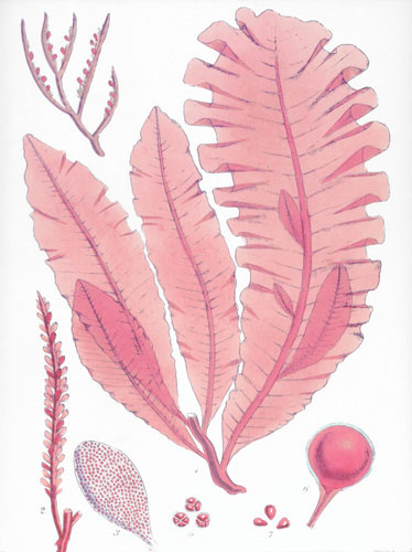 Compatible Blumen JAHRRIESNGE  for flowers lpf04838 