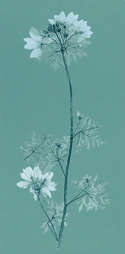 Compatible Blumen JAHRRIESNGE  for flowers lpf04841 