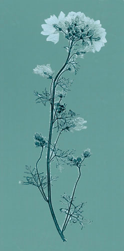 Compatible Blumen JAHRRIESNGE  for flowers lpf04842 