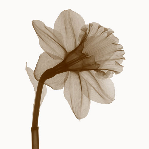 Compatible Blumen JAHRRIESNGE  for flowers lpf04850 