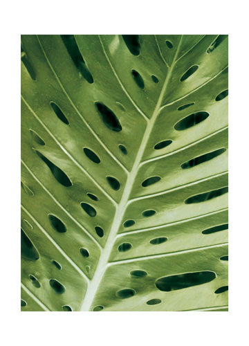 Compatible Blumen JAHRRIESNGE  for leaf lpf04866 