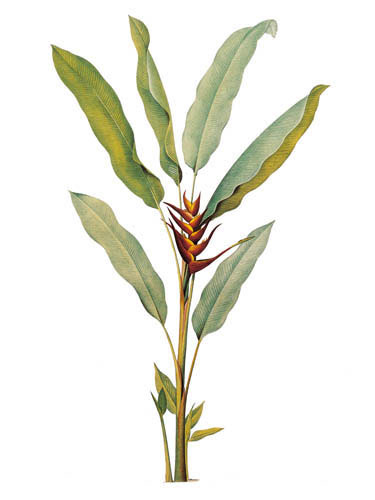 Compatible Blumen JAHRRIESNGE  for flowers lpf04901 