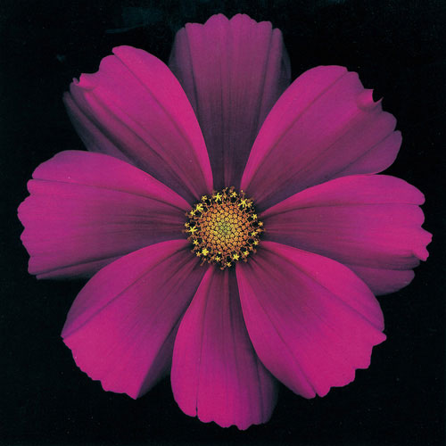 Compatible Blumen JAHRRIESNGE  for flowers lpf05424 