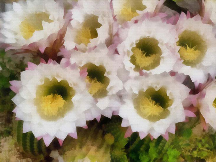 Compatible Abstrakt Jahrriesnge  for colorful-lpf05913 