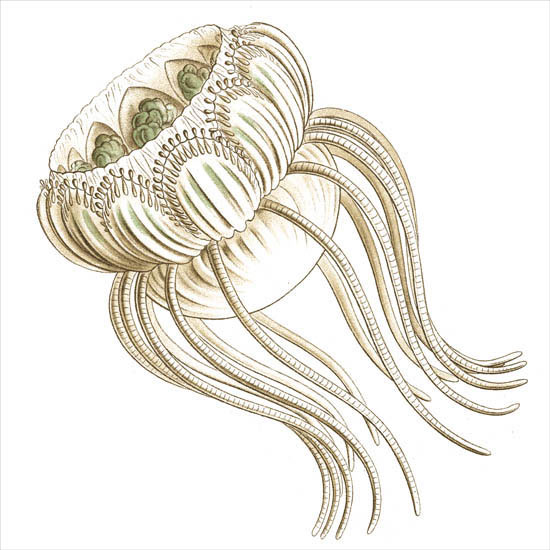 Compatible Abstrakt Jahrriesnge  for colorful-lpf06398 