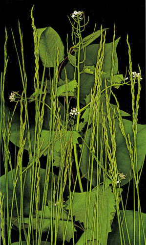 Compatible Blumen JAHRRIESNGE  for flowers-lpf06753 