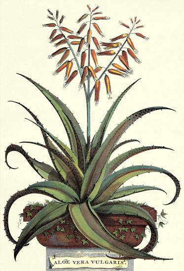 Compatible Blumen JAHRRIESNGE  for flowers-lpf06774 