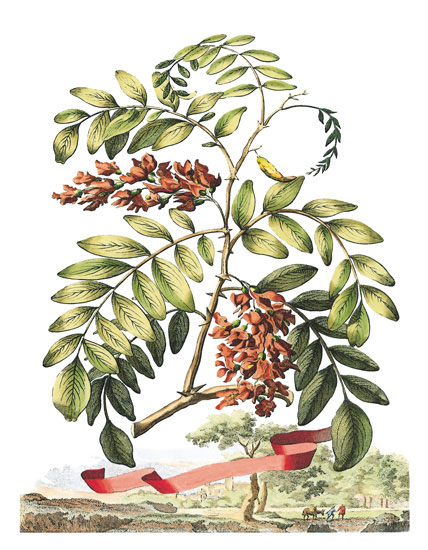 Compatible Blumen JAHRRIESNGE  for flowers-lpf06791 