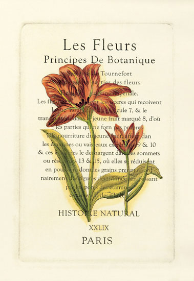 Compatible Blumen JAHRRIESNGE  for flowers-lpf06793 