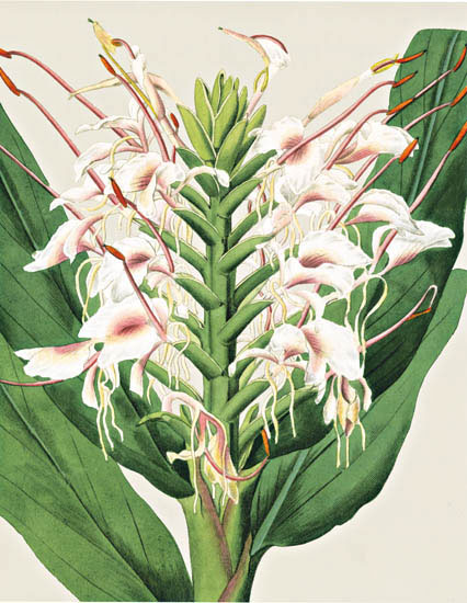 Compatible Blumen JAHRRIESNGE  for flowers-lpf06828 