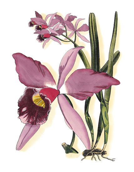 Compatible Blumen JAHRRIESNGE  for flowers-lpf06832 