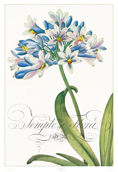 Compatible Blumen JAHRRIESNGE  for flowers-lpf06833 