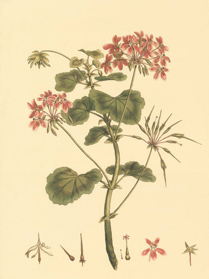 Compatible Blumen JAHRRIESNGE  for flowers-lpf06850 