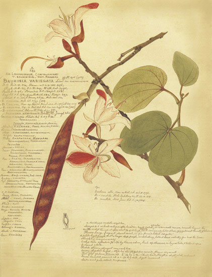 Compatible Blumen JAHRRIESNGE  for flowers-lpf06856 