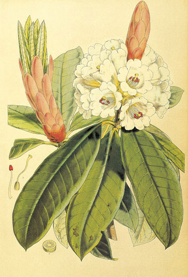 Compatible Blumen JAHRRIESNGE  for flowers-lpf06857 