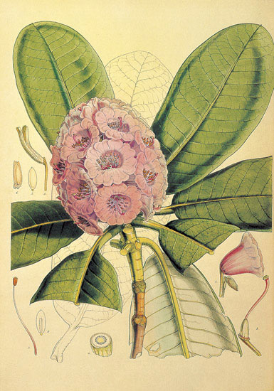 Compatible Blumen JAHRRIESNGE  for flowers-lpf06858 