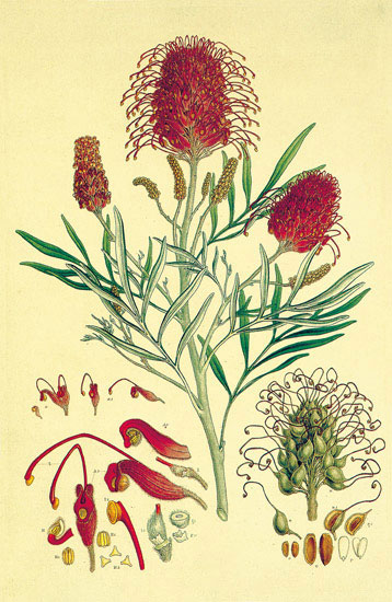 Compatible Blumen JAHRRIESNGE  for flowers-lpf06868 