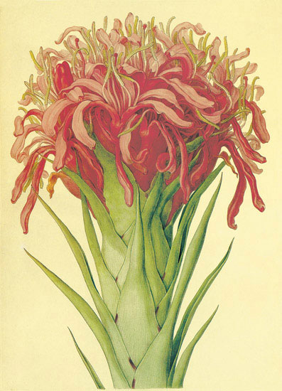 Compatible Blumen JAHRRIESNGE  for flowers-lpf06870 