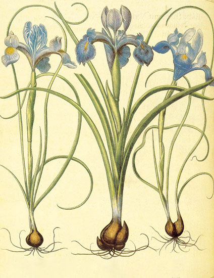 Compatible Blumen JAHRRIESNGE  for flowers-lpf06875 