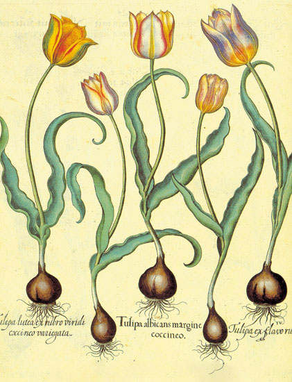 Compatible Blumen JAHRRIESNGE  for flowers-lpf06877 