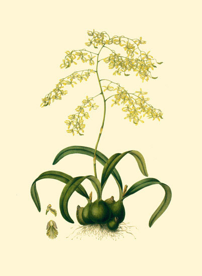 Compatible Blumen JAHRRIESNGE  for flowers-lpf06884 