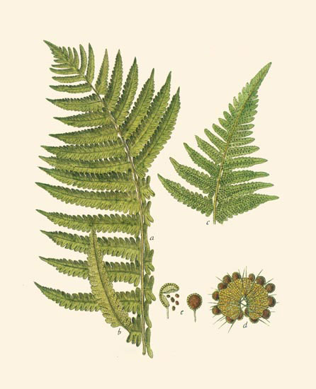 Compatible Blumen JAHRRIESNGE  for leaves-lpf06900 