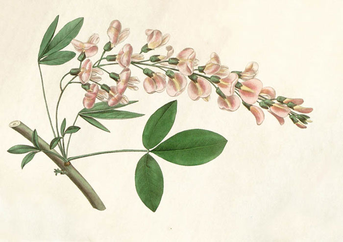 Compatible Blumen JAHRRIESNGE  for flowers-lpf06930 