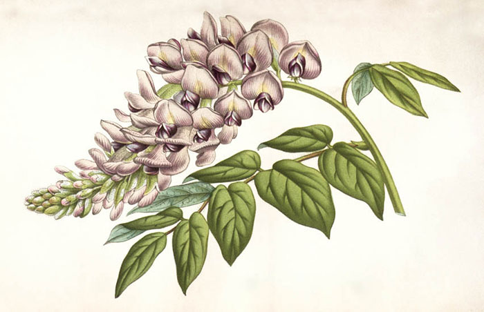 Compatible Blumen JAHRRIESNGE  for flowers-lpf06931 