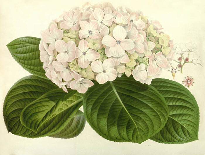 Compatible Blumen JAHRRIESNGE  for flowers-lpf06933 