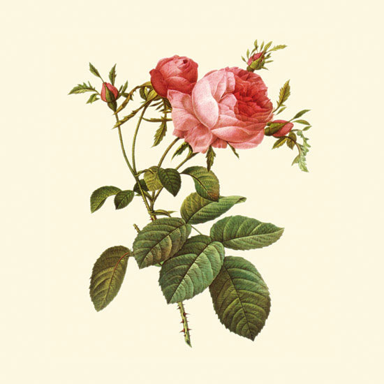 Compatible Blumen JAHRRIESNGE  for flowers-lpf06934 