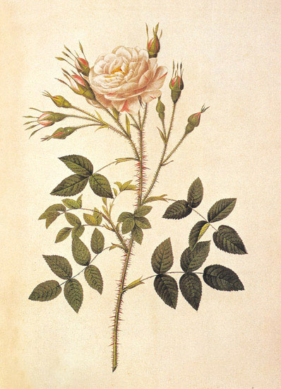 Compatible Blumen JAHRRIESNGE  for flowers-lpf06946 