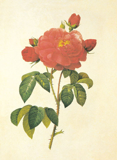 Compatible Blumen JAHRRIESNGE  for flowers-lpf06950 