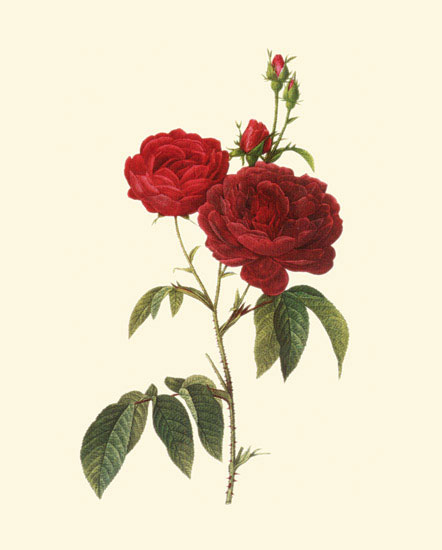 Compatible Blumen JAHRRIESNGE  for flowers-lpf06957 