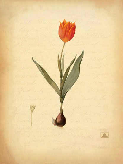 Compatible Blumen JAHRRIESNGE  for flowers-lpf06965 