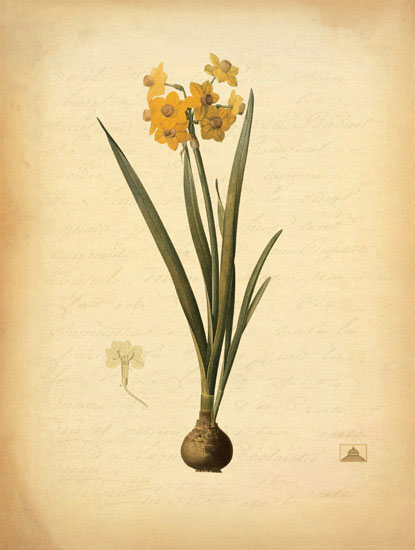 Compatible Blumen JAHRRIESNGE  for flowers-lpf06967 