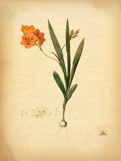 Compatible Blumen JAHRRIESNGE  for flowers-lpf06968 