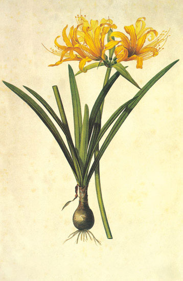 Compatible Blumen JAHRRIESNGE  for flowers-lpf06973 