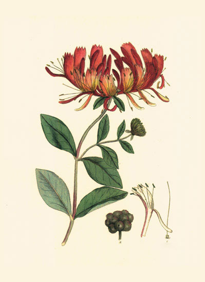 Compatible Blumen JAHRRIESNGE  for flowers-lpf06978 