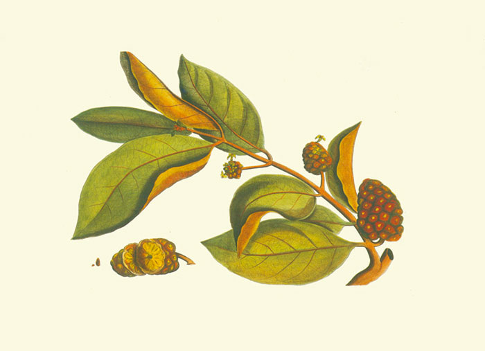 Compatible Blumen JAHRRIESNGE  for flowers-lpf06981 