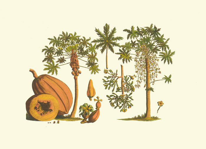 Compatible Blumen JAHRRIESNGE  for flowers-lpf06982 