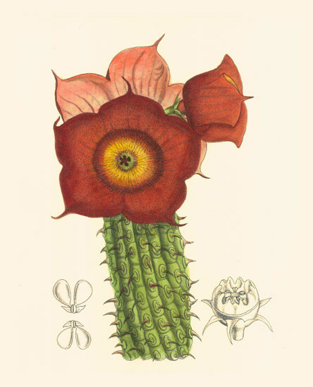 Compatible Blumen JAHRRIESNGE  for flowers-lpf06986 